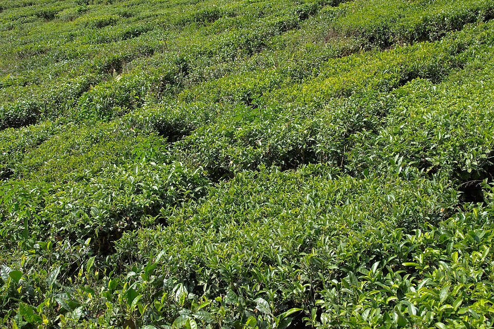 Darjeeling — custom e-commerce platforms for local businesses