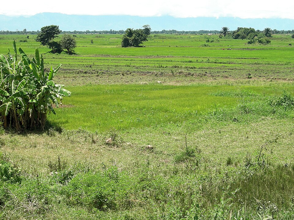 Malawi — local market for manufacturer and distributor portals