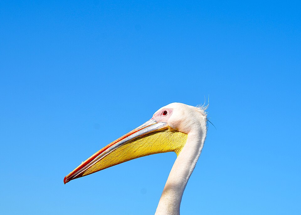 Walvis Bay — mobile commerce apps for local businesses
