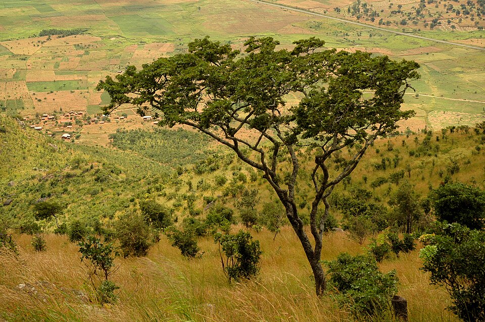 Malawi — B2B and wholesale portals for local businesses