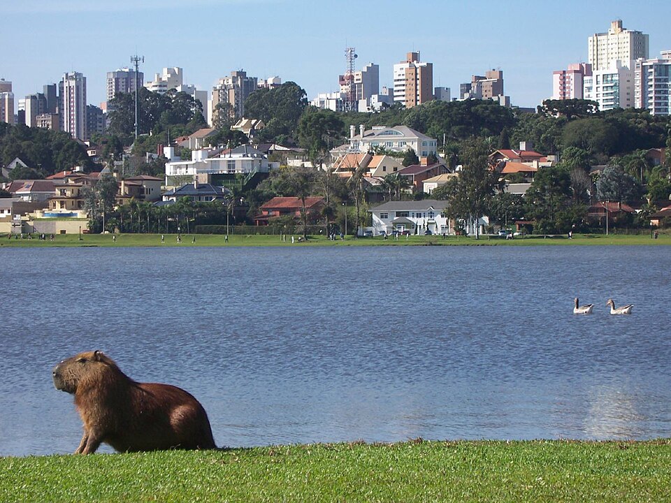 Curitiba — mobile commerce apps for local businesses