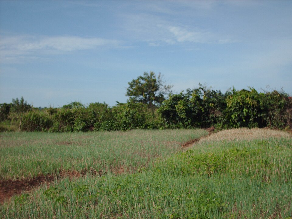 Republic of the Congo — local market for B2B and wholesale portals
