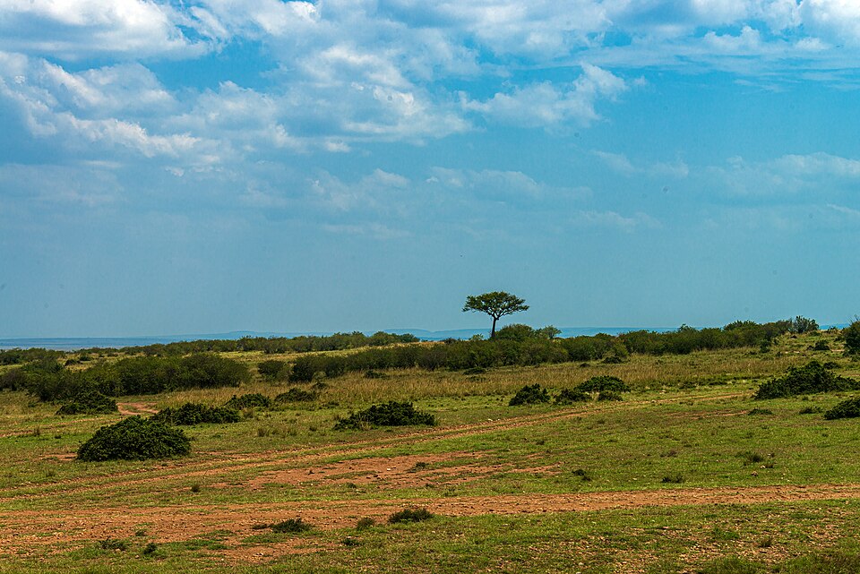 Kenya — international and multi-region stores for local businesses