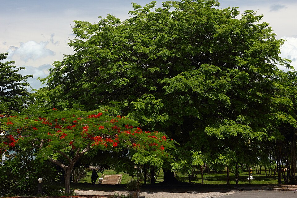 Sihanoukville — subscription and membership platforms for local businesses