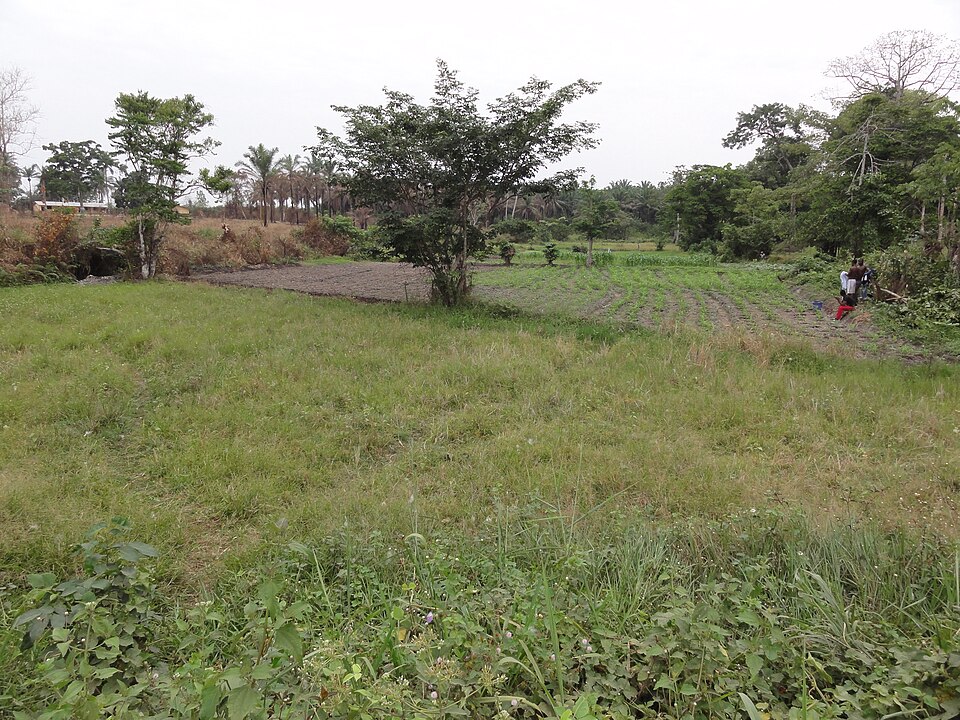 Sierra Leone — B2B and wholesale portals for local businesses