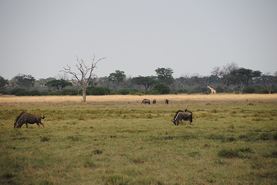 Botswana — local market for service booking platforms