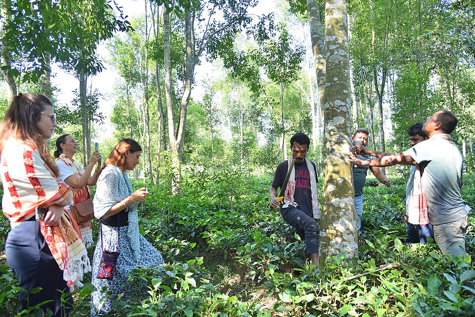 Golaghat — local market for service booking platforms