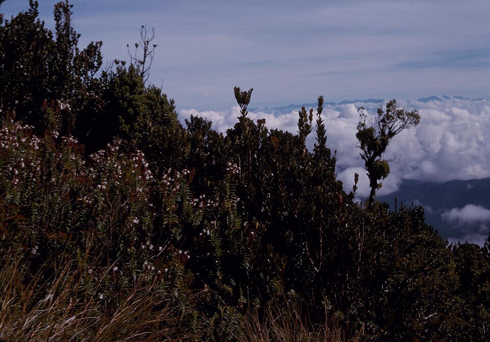 Papua New Guinea — service booking platforms for local businesses