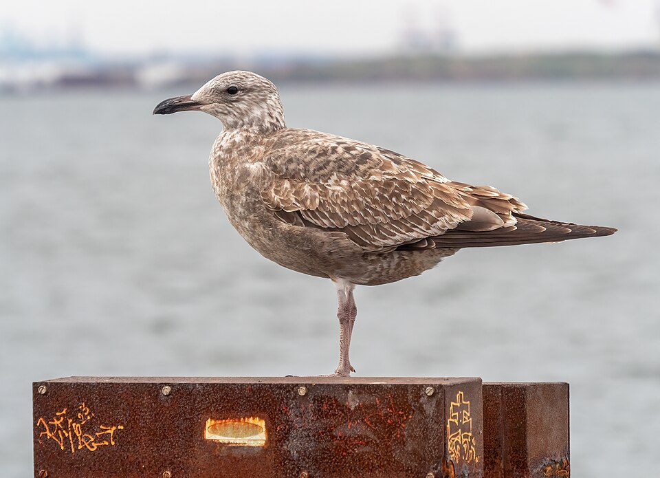 Brooklyn — local market for custom e-commerce platforms