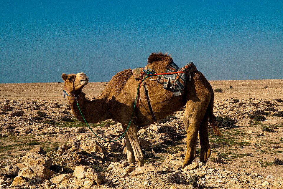 Al Shamal — local market for multi-vendor marketplaces