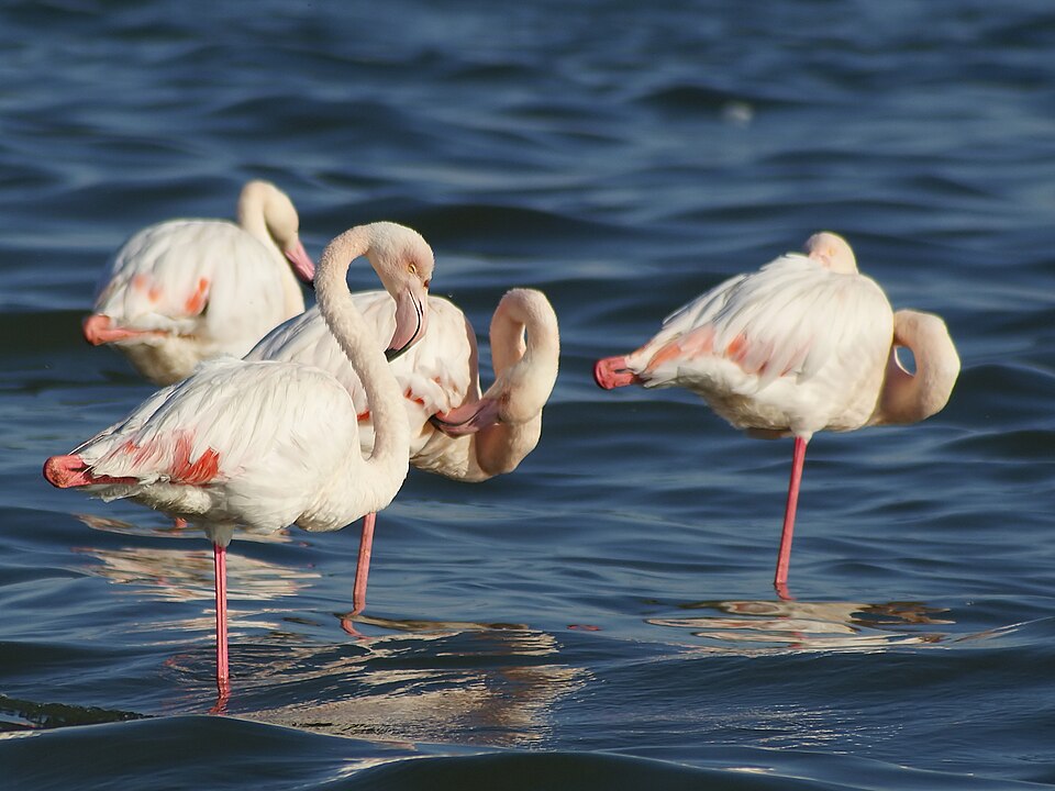 Walvis Bay — manufacturer and distributor portals for local businesses