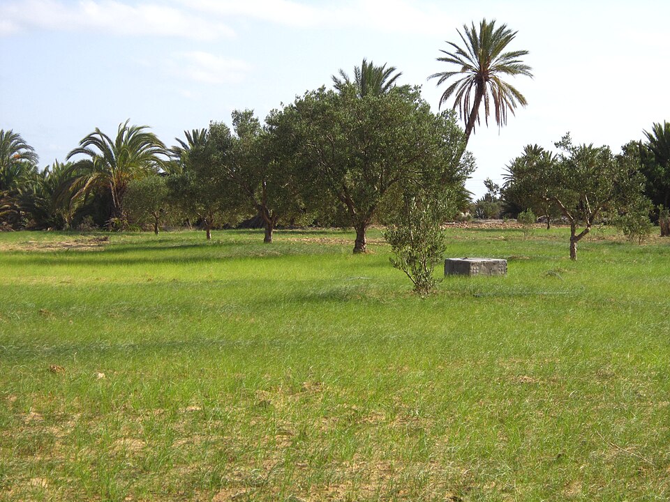 Tunisia — manufacturer and distributor portals for local businesses