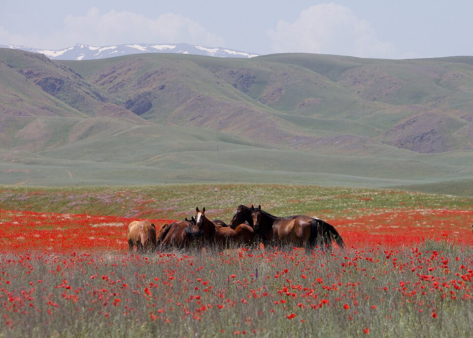 Kazakhstan — multi-vendor marketplaces for local businesses