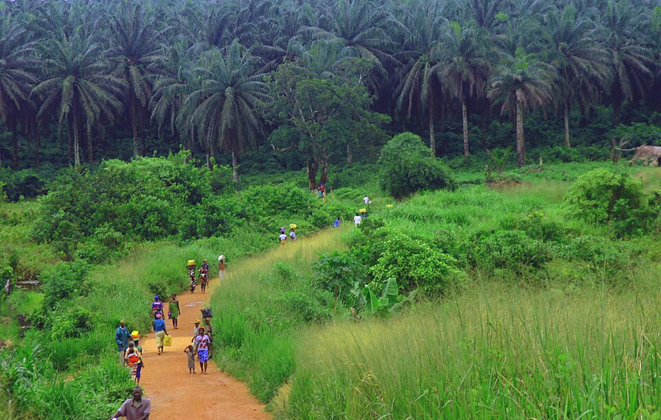 Kenema — local market for custom e-commerce platforms