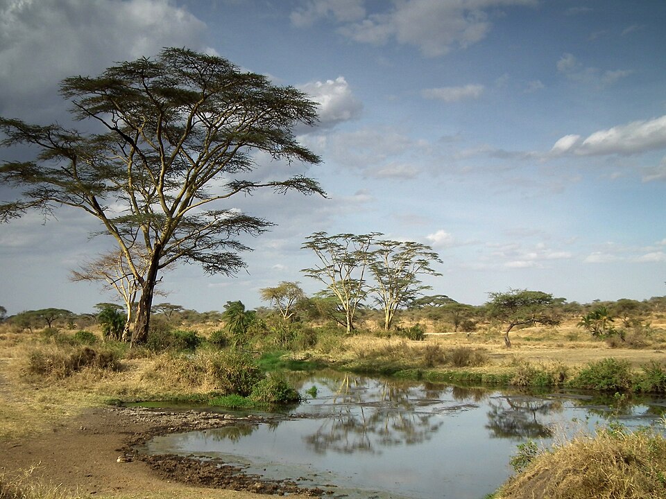 Tanzania — online stores for local businesses