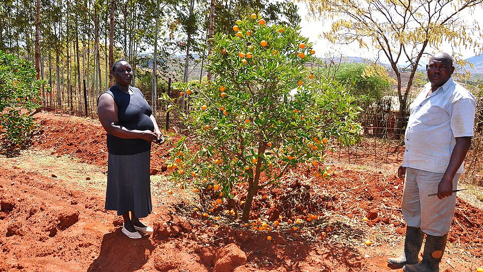 Machakos — local market for multi-vendor marketplaces