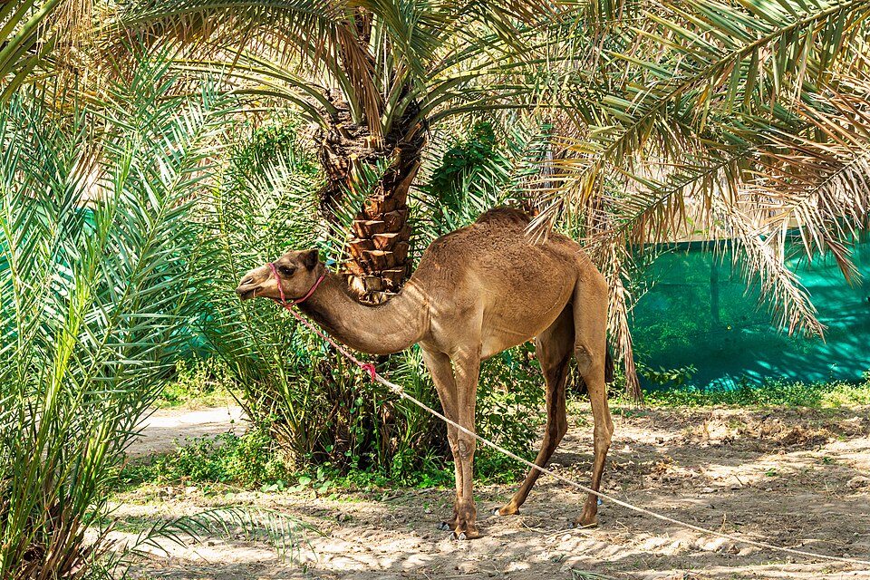 Nizwa — local market for service booking platforms