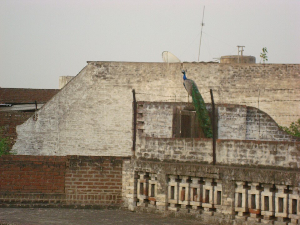 Ludhiana — service booking platforms for local businesses
