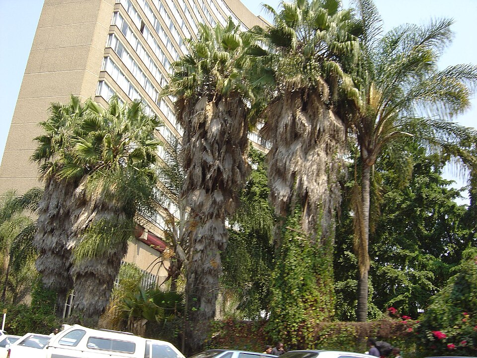 Harare — local market for subscription and membership platforms