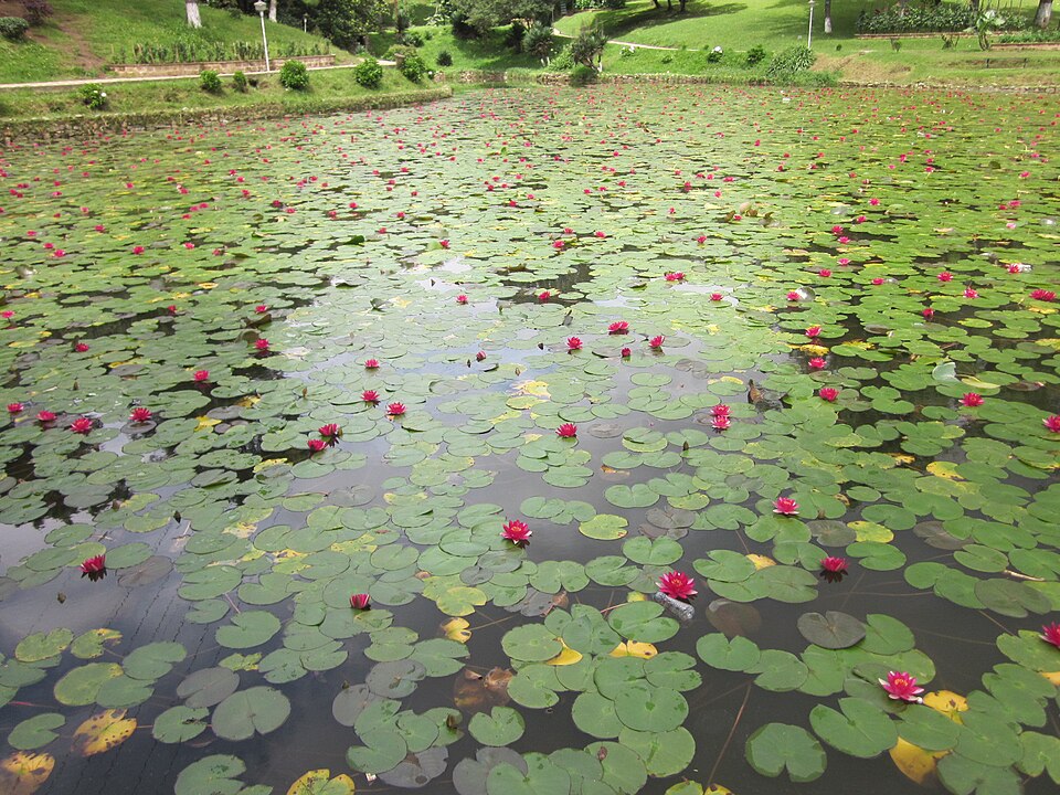 Shillong — B2B and wholesale portals for local businesses