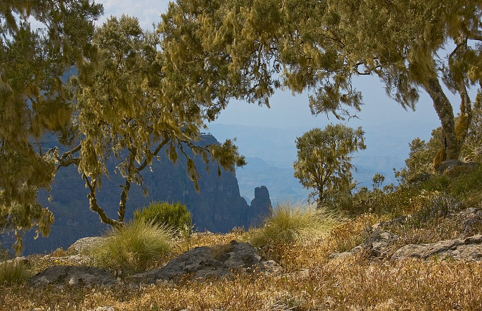 Ethiopia — online stores for local businesses