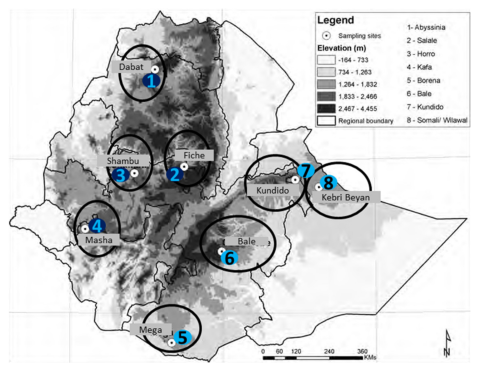Addis Ababa — service booking platforms for local businesses