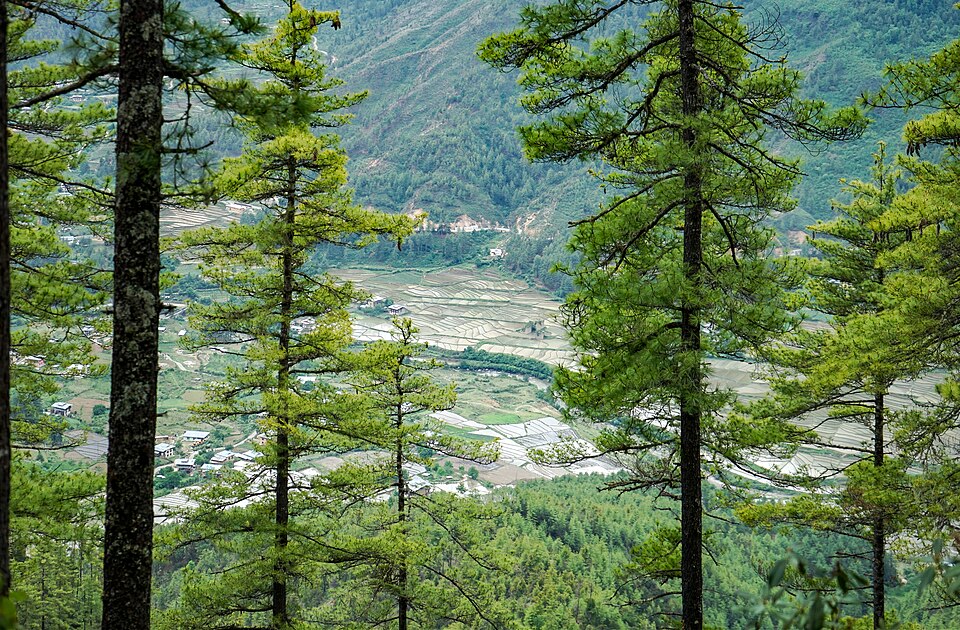 Bhutan — local market for international and multi-region stores