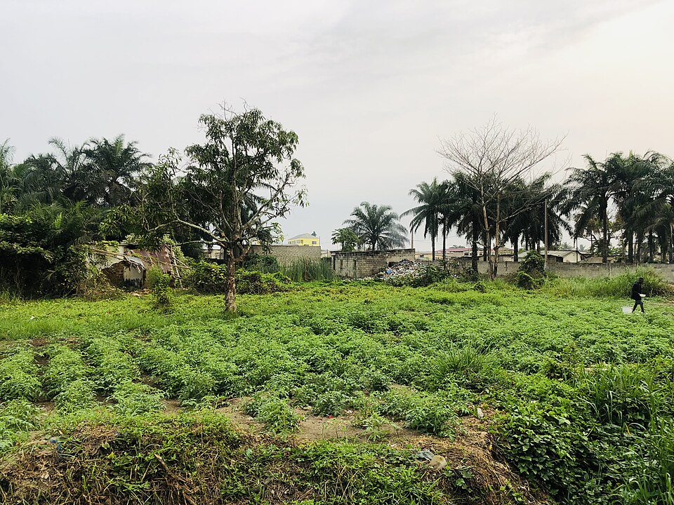 Cabinda — local market for subscription and membership platforms
