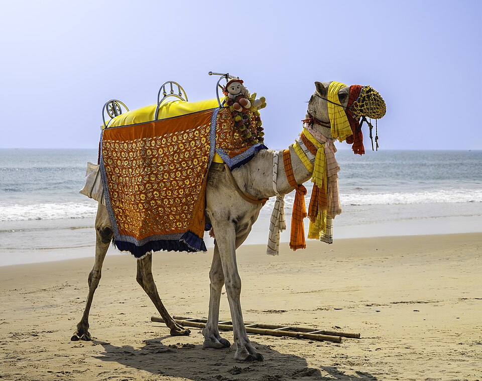 Puri — local market for B2B and wholesale portals