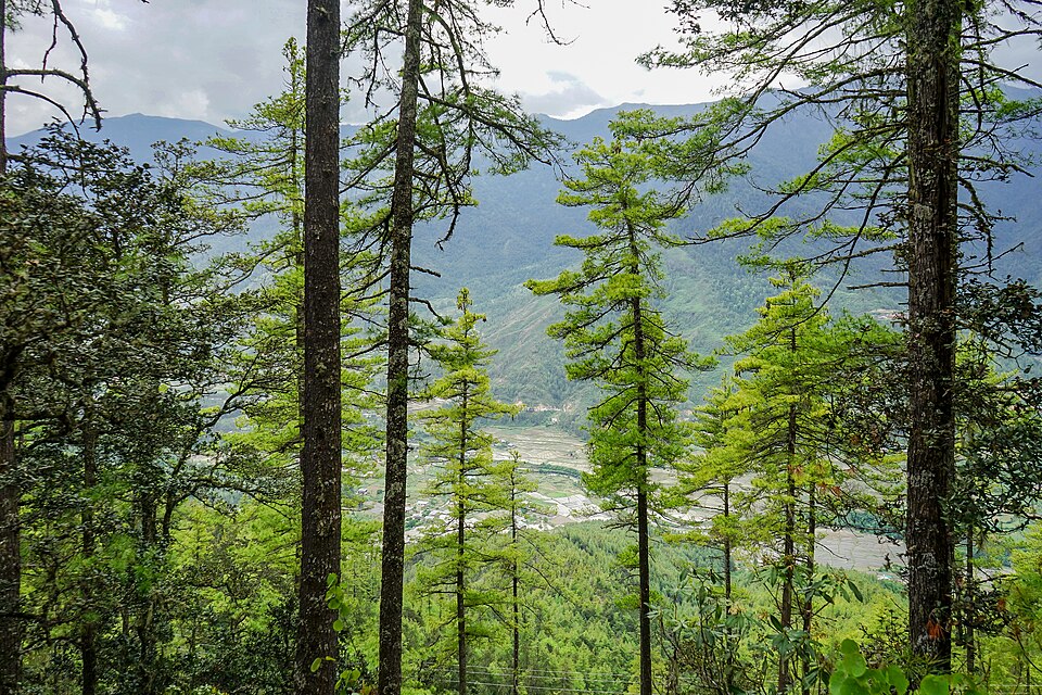 Bhutan — online stores for local businesses