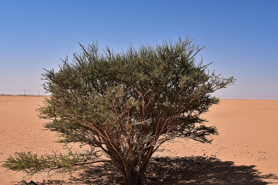Najran — local market for service booking platforms