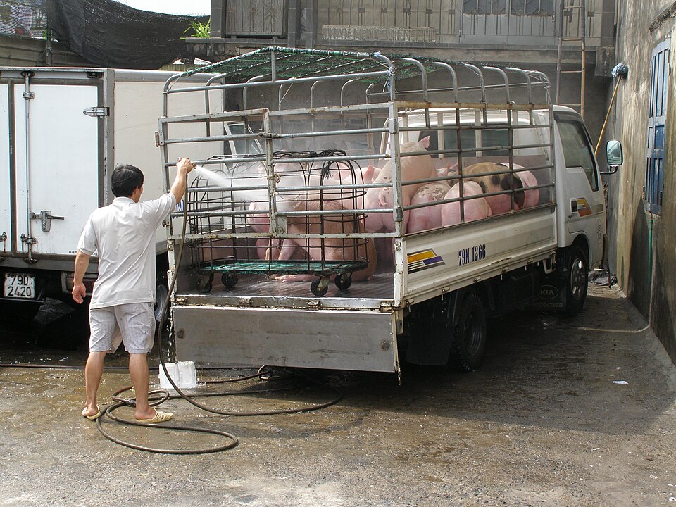 Nha Trang — international and multi-region stores for local businesses