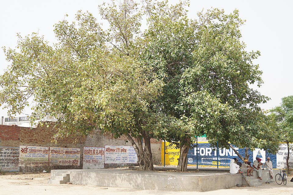 Barnala — service booking platforms for local businesses