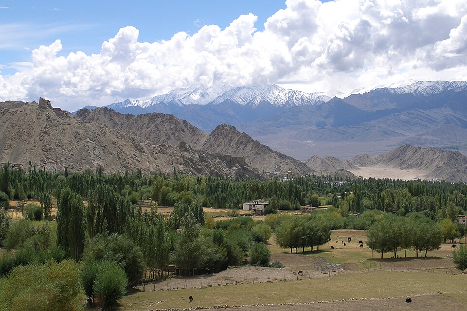 Leh — local market for custom e-commerce platforms
