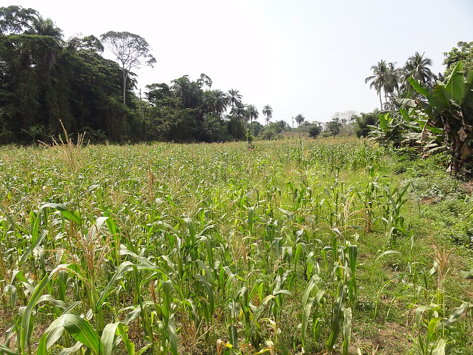 Sierra Leone — manufacturer and distributor portals for local businesses
