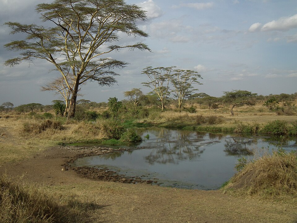 Tanzania — custom e-commerce platforms for local businesses