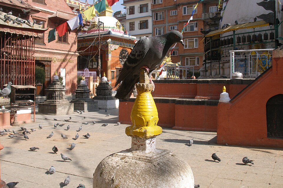 Kathmandu — online stores for local businesses
