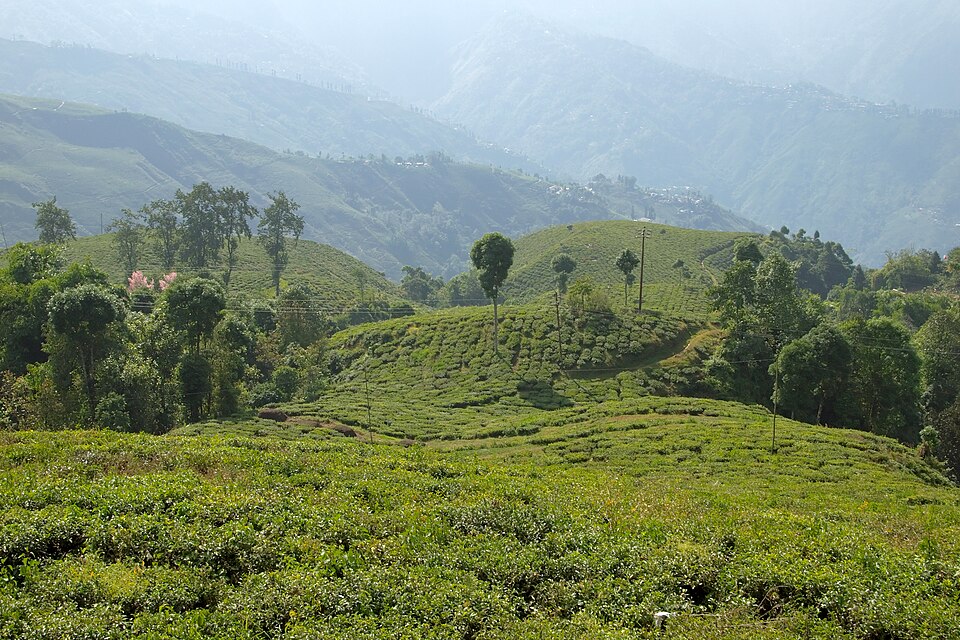 Darjeeling — local market for B2B and wholesale portals