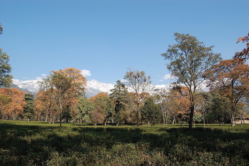 Palampur — local market for multi-vendor marketplaces