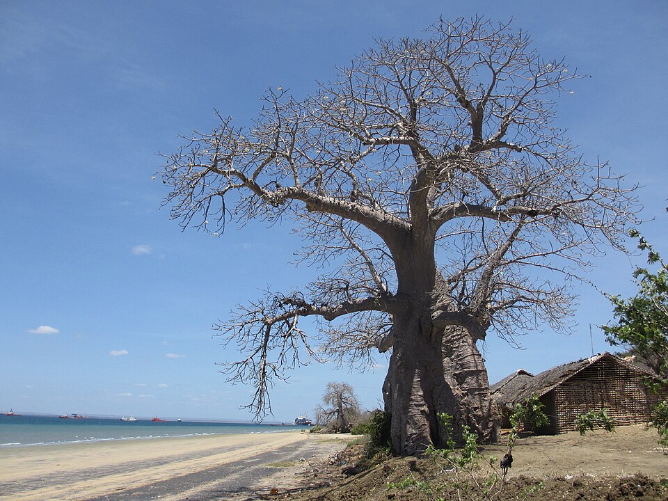 Pemba — online stores for local businesses