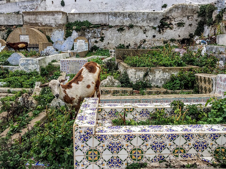 Tétouan — international and multi-region stores for local businesses