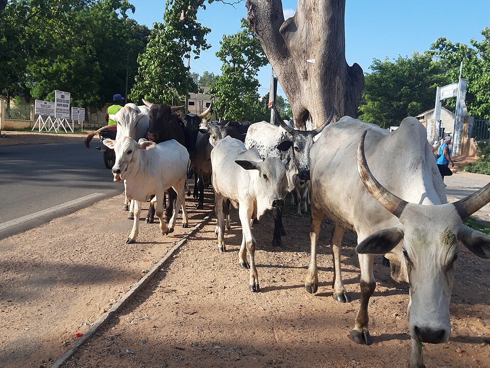 Garoua — international and multi-region stores for local businesses