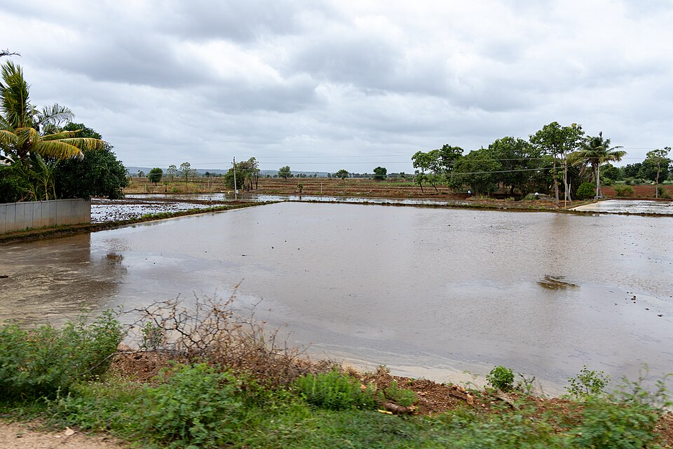 Raichur — local market for custom e-commerce platforms