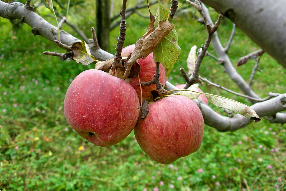 Kullu — local market for B2B and wholesale portals