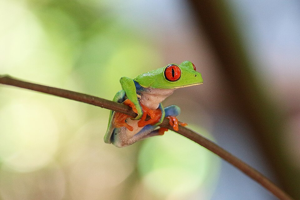 Costa Rica — service booking platforms for local businesses