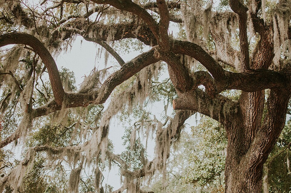 Savannah — local market for service booking platforms
