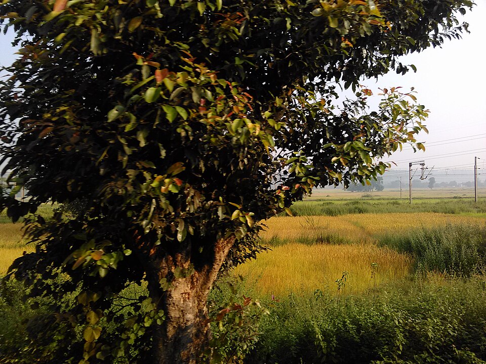 Rourkela — local market for international and multi-region stores