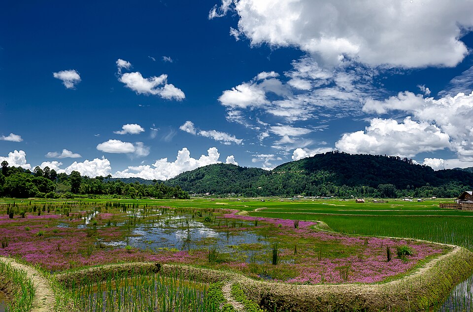Ziro — local market for service booking platforms