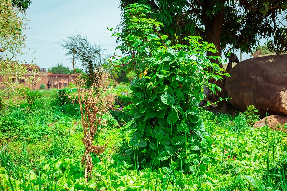 Bouaké — local market for online stores