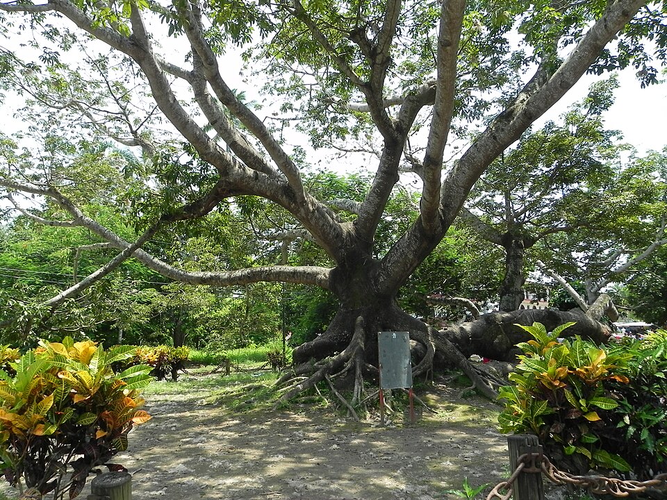 La Ceiba — international and multi-region stores for local businesses